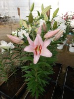 [3498 PO19 Mistero No201.JPG]